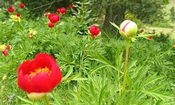 Koparmanın cezası 557 bin 212 TL