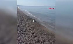 Köpek balığı ölüsü kıyıya vurdu
