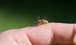 Genç kız arı sokması sonucu yaşamını yitirdi