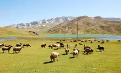 Yörüklerin yayla serüvenleri başladı
