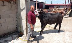 Komşuların arazi kavgası kanlı bitti