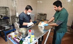 Kemer'de 210 hayvan kısırlaştırıldı