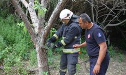 Serik'te ağa dolana yılan kurtarıldı