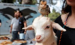 Annesiz hayvanlara Anneler Günü etkinliği