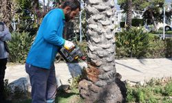Alanya'da hurma ağaçlarına koruma