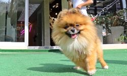 Kayıp köpek bulundu