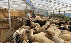 Gazipaşa'da kurbanlık denetimi