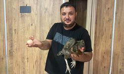 Yumurtlamak için tavuk dönerciyi seçti