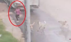 Başıboş köpek sürüsü çocuğu kovaladı