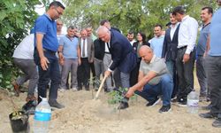 ALTSO'dan 3 bin keçiboynuzu fidanı