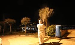 Alanya'da zirai mücadele