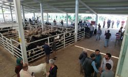 Korkuteli'de kurban satışları başladı