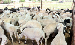 Kurban dolandırıcılarına dikkat!