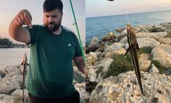 Antalya'da vantuzlu ‘remora' balığı şaşkınlığı
