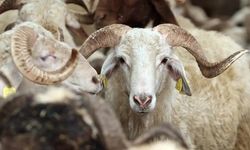 Kurbanla ilgili merak edilenler