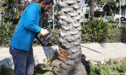 Hurma ve palmiyelere endoterapiyle koruma