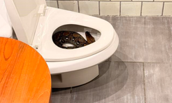 Tuvaletten dev piton çıktı