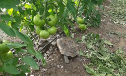 Serasına kaplumbağa dadandı