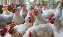 Tavukta sağlığa zararlı hormon var mı?