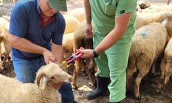 Yayla göçü öncesi küçükbaşlar aşılandı