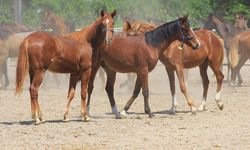 Litresi 2,5 milyon TL