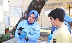 Yaralı karga tedavi edildi