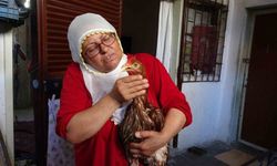 Hasta tavuğunu iyileştirecek veteriner arıyor