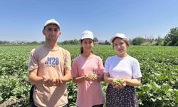 Bamya hasadı başladı