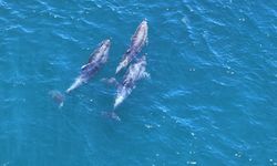 Yunusların belgesellik manzarası mest etti