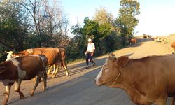 Besiciler çoban bulmakta zorlanıyor