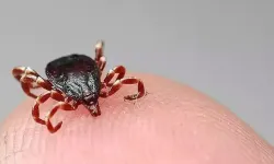 Hayvan sahiplerine 'kene' uyarısı!