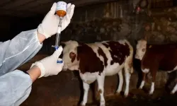 'Şap' alarmı! 8 köy karantinaya alındı