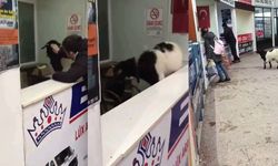 Keçi çekmeceden paraları alıp gitti