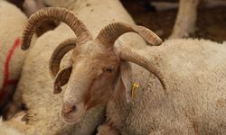 4 boynuzlu koçlar kurban pazarının gözdesi