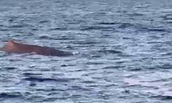 Manavgat'ta balina görüntülendi