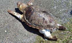 Sahilde ölü caretta caretta bulundu