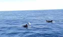 Alanya'da yunuslar tekneye eşlik etti