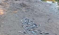 Kanaldaki balık ölümlerine inceleme