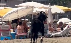 Kaçan kurbanlık keçi, plaja girdi