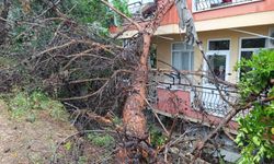 Manavgat’ta ağaç binanın üzerine devrildi