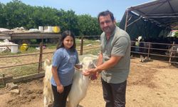 Antalya'nın en şanslı keçisi