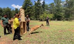 Alageyiğin hareketleri uyduyla izleniyor