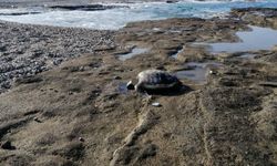 Caretta caretta başı kesilmiş halde bulundu