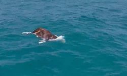 Denizde ölü inek bulundu