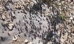 Antalya'da çekirge istilası