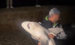 Profesörden köpekbalığı tepkisi