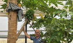 Antalya'da papaya hasadı başladı