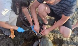 Yaralı deniz kaplumbağasını kurtardılar