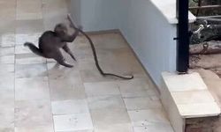 Antalya'da yılan ile kedinin kavgası kamerada