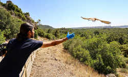 Kerkenezler doğal ortamlarına bırakıldı